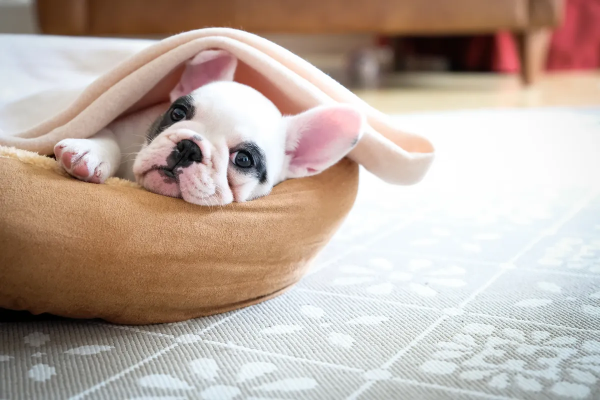 Küçük Köpeklerin Titremesinin Bilimsel Nedenleri: Sadece Soğuk mu?
