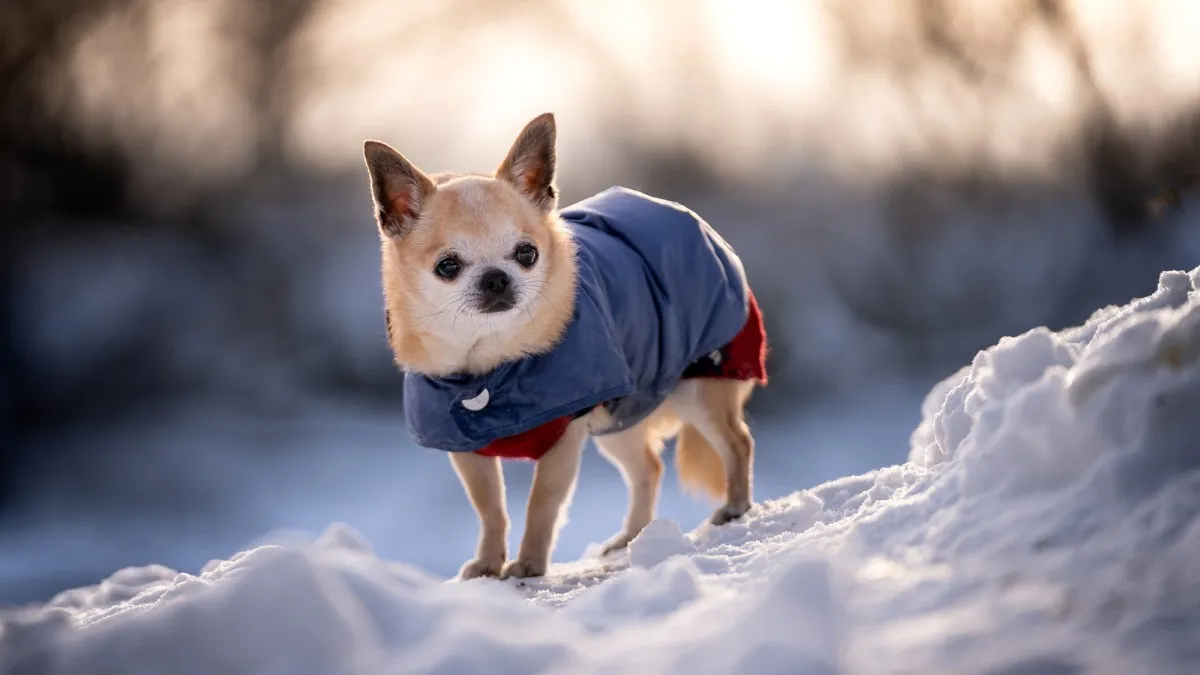 Küçük Köpeklerin Titremesinin Bilimsel Nedenleri: Sadece Soğuk mu?