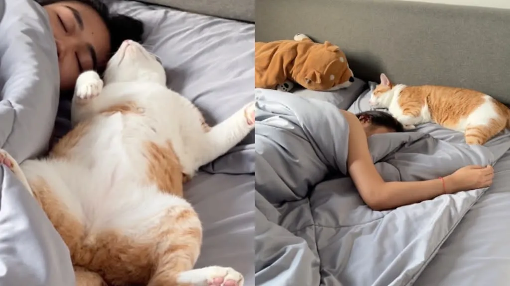 Kedi Sahibiyle Uyku Günlerini Paylaşarak Viral Oldu: Samimi Anlar Kameraya Yansıdı
