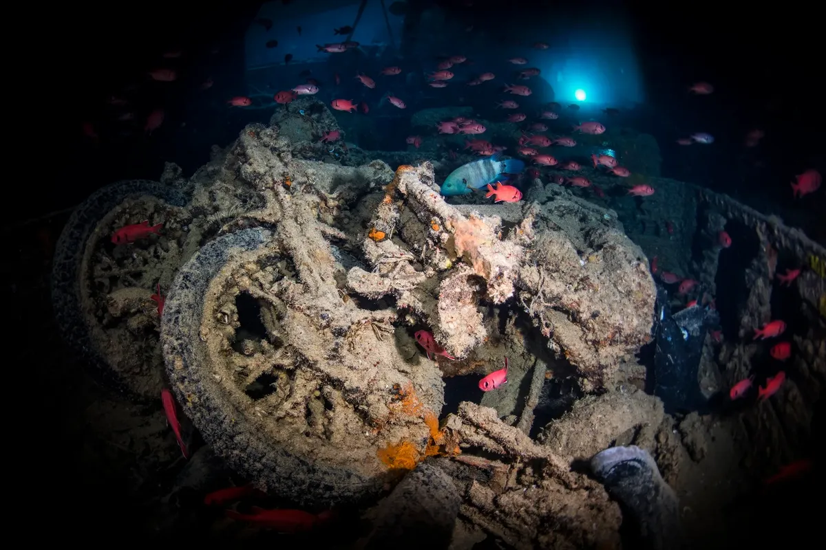 Mısır Sularında Batık Bir Efsane: SS Thistlegorm ve Deniz Yaşamına Ev Sahipliği
