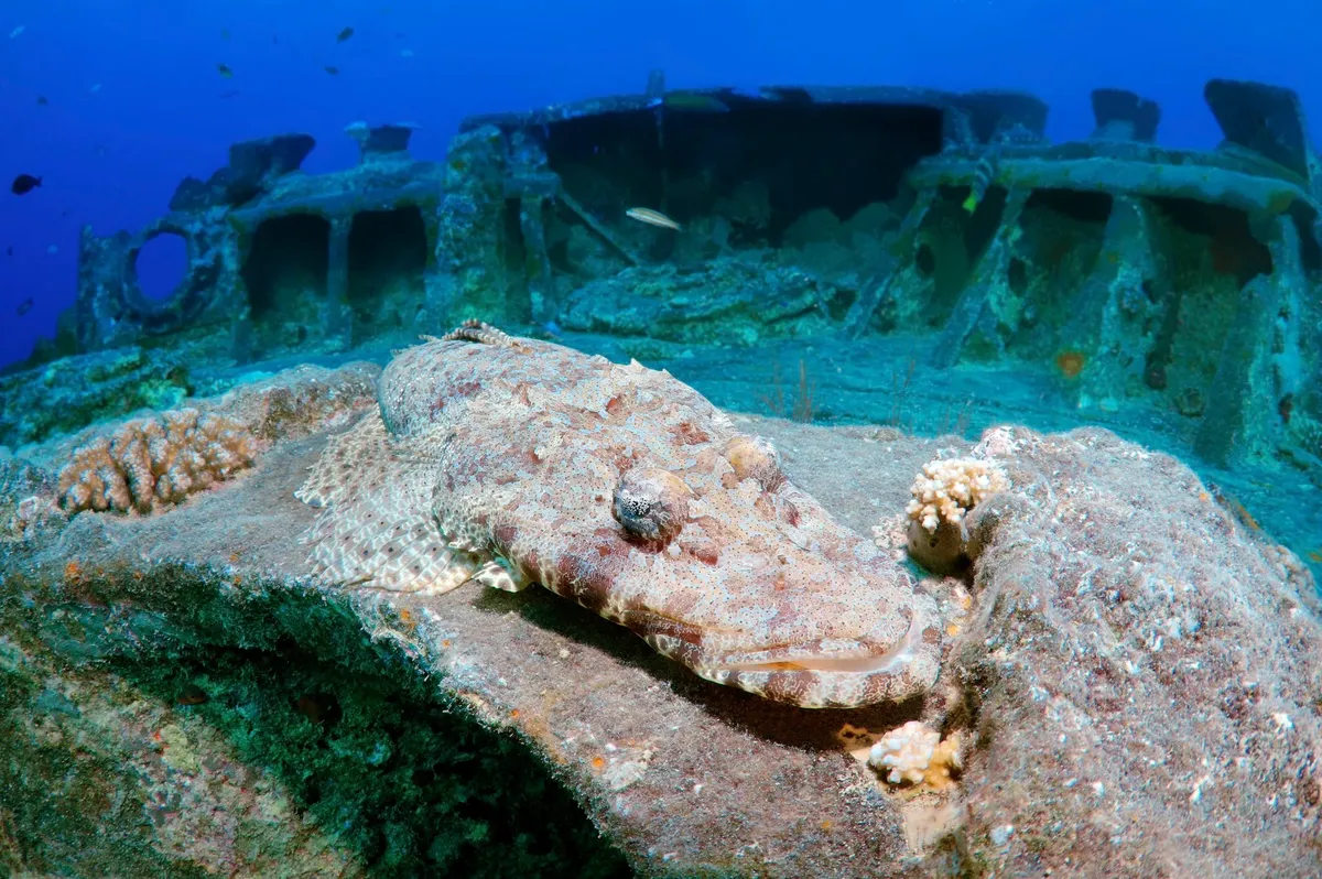 Mısır Sularında Batık Bir Efsane: SS Thistlegorm ve Deniz Yaşamına Ev Sahipliği