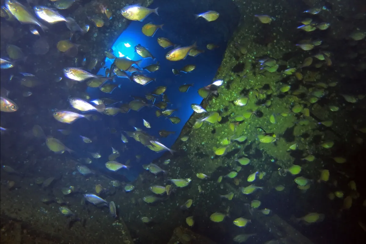 Mısır Sularında Batık Bir Efsane: SS Thistlegorm ve Deniz Yaşamına Ev Sahipliği