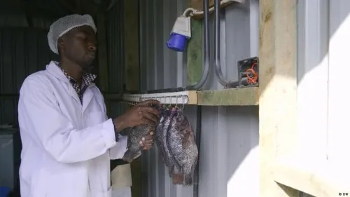 Kenya'da Güneş Enerjili Dikey Balık Çiftlikleri Kuraklıkla Mücadelede Umut Oluyor