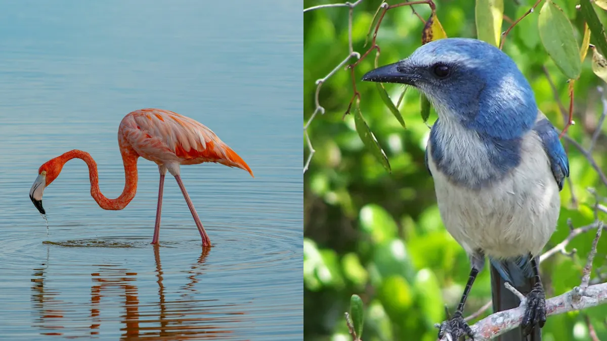 Amerikan Flamingo'su Florida'nın Resmi Kuşu Oldu, Scrub-Jay İse Sadece Şarkıcı Kuşu