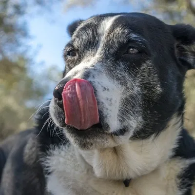 Gut Bacteria Linked to Survival Rates in Dogs Undergoing Cancer Immunotherapy