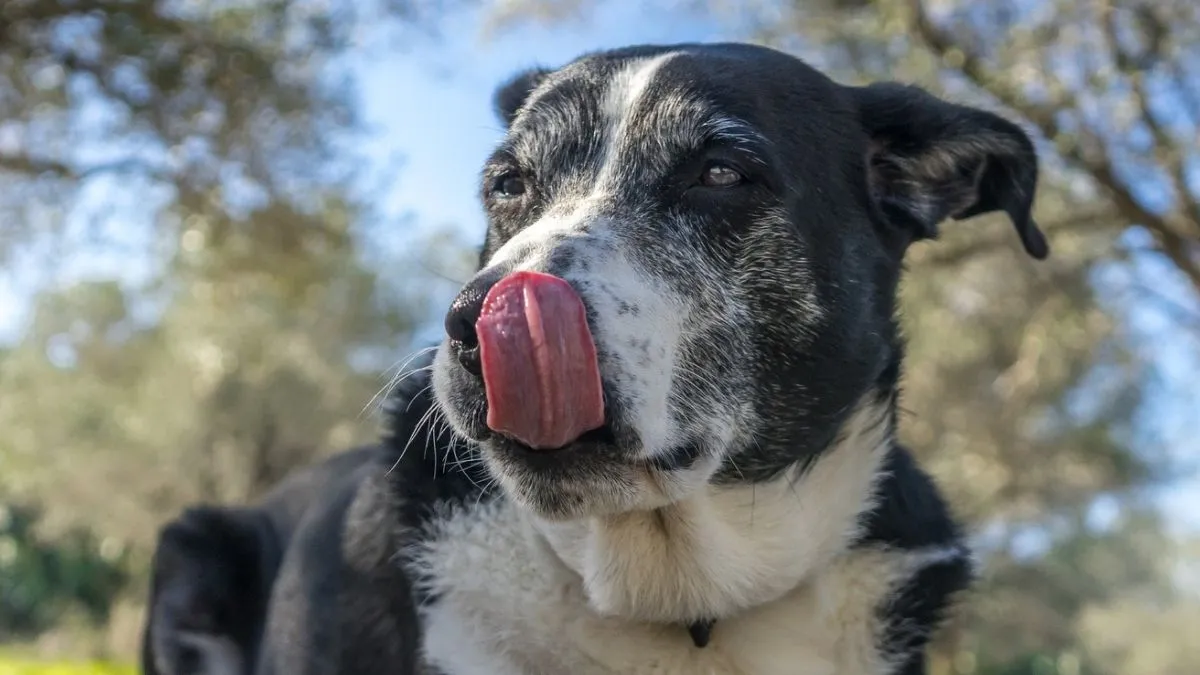 Köpeklerde Kanser Tedavisinde Bağırsak Mikrobiyomunun Rolü Araştırılıyor