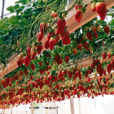 Protected Cropping Emerges as Climate Resilience Strategy for Australian Agriculture