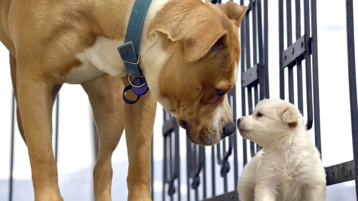 Kıdemli Köpekler ve Yavru Köpekler: Beklenmedik Dostlukların Sıcak Hikayeleri