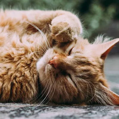 Understanding Probiotics for Feline Digestive Health