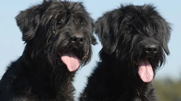 Gözden Uzak, Kalpte Yakın: Nadir Köpek Irkları Dünyasına Derin Bir Bakış