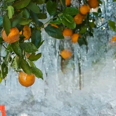 صقيع شتاء فلوريدا يكبد القطاع الزراعي خسائر بمليارات الدولارات