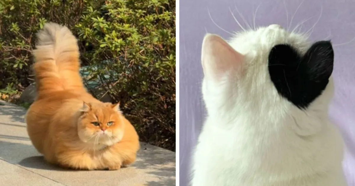 Instagram'ın Sevilen Sayfası 'Cat Lovers Club': Kedilerin Komik ve Tüylü Dünyası