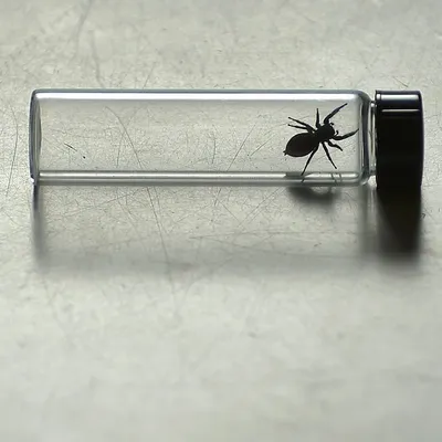 Spider Astronauts: How Jumping Spiders Navigated the ISS