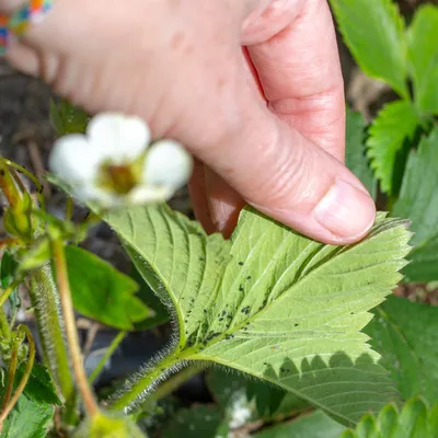 Harnessing Ginger's Potent Aroma to Naturally Deter Aphids in Your Vegetable Garden