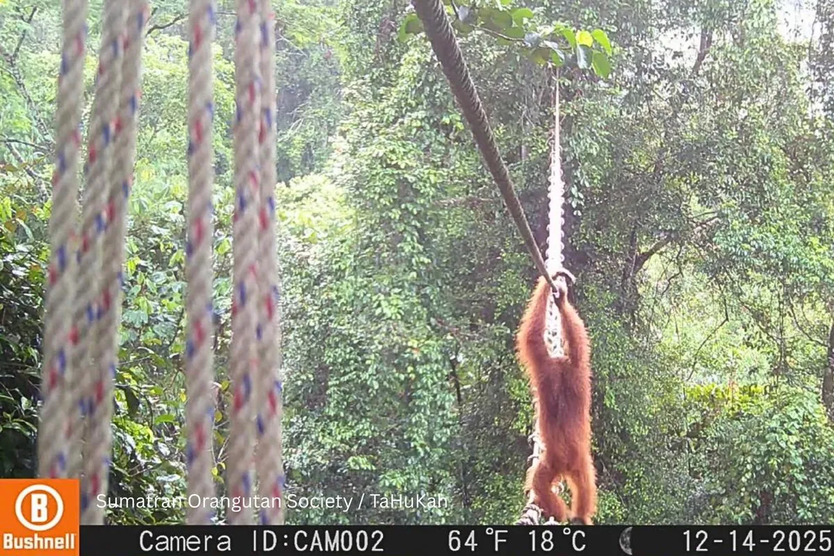 Sumatra Orangutanı İlk Kez Kameralara Yakalandı: Yapay Köprü Kullanımı Koruma İçin Bir Dönüm Noktası