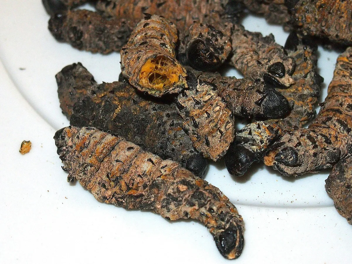 Limpopo'da Böceklerin Ekonomik Değeri: Mopane Kurdu ve Termitlerin Yükselişi
