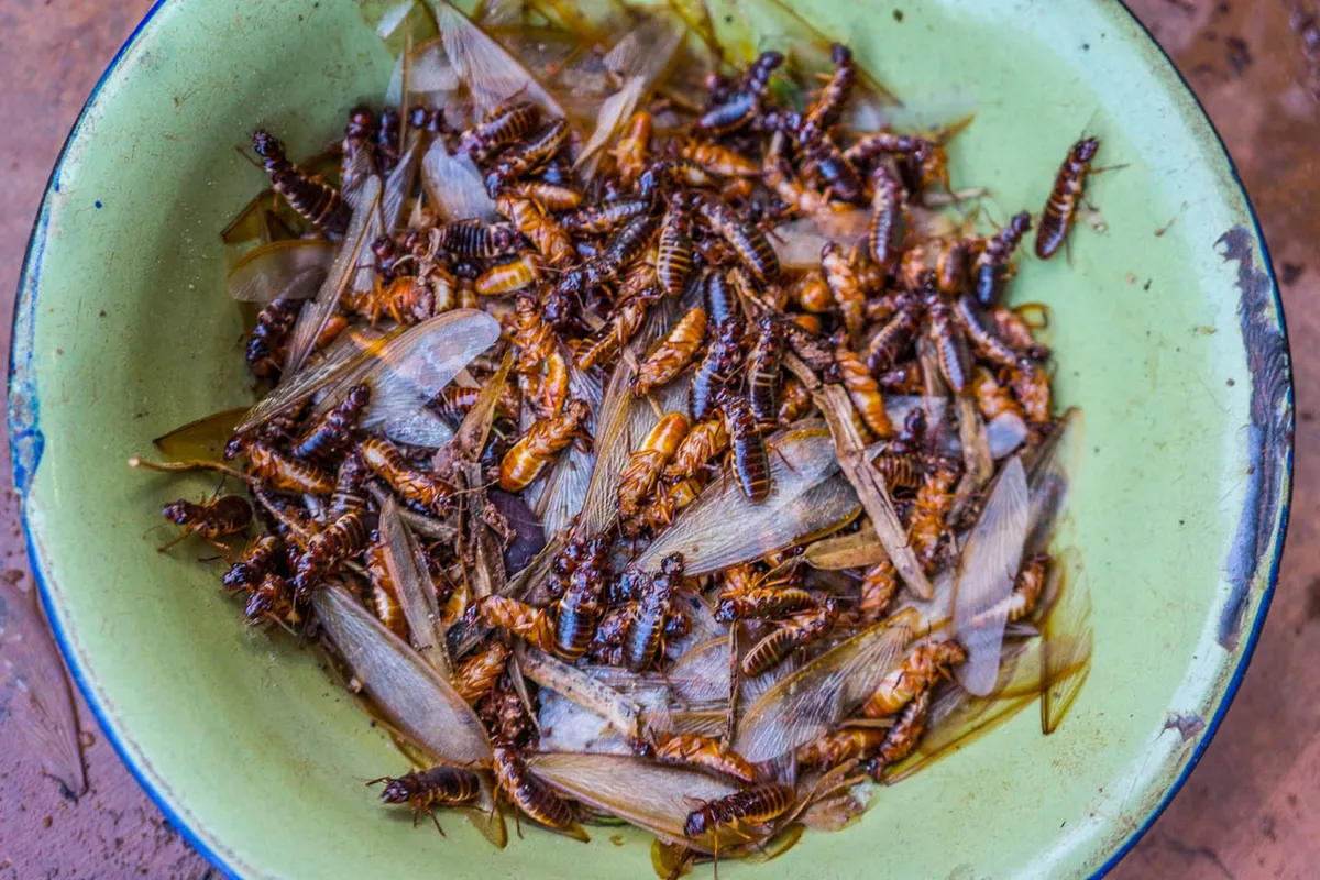 Limpopo'da Böceklerin Ekonomik Değeri: Mopane Kurdu ve Termitlerin Yükselişi