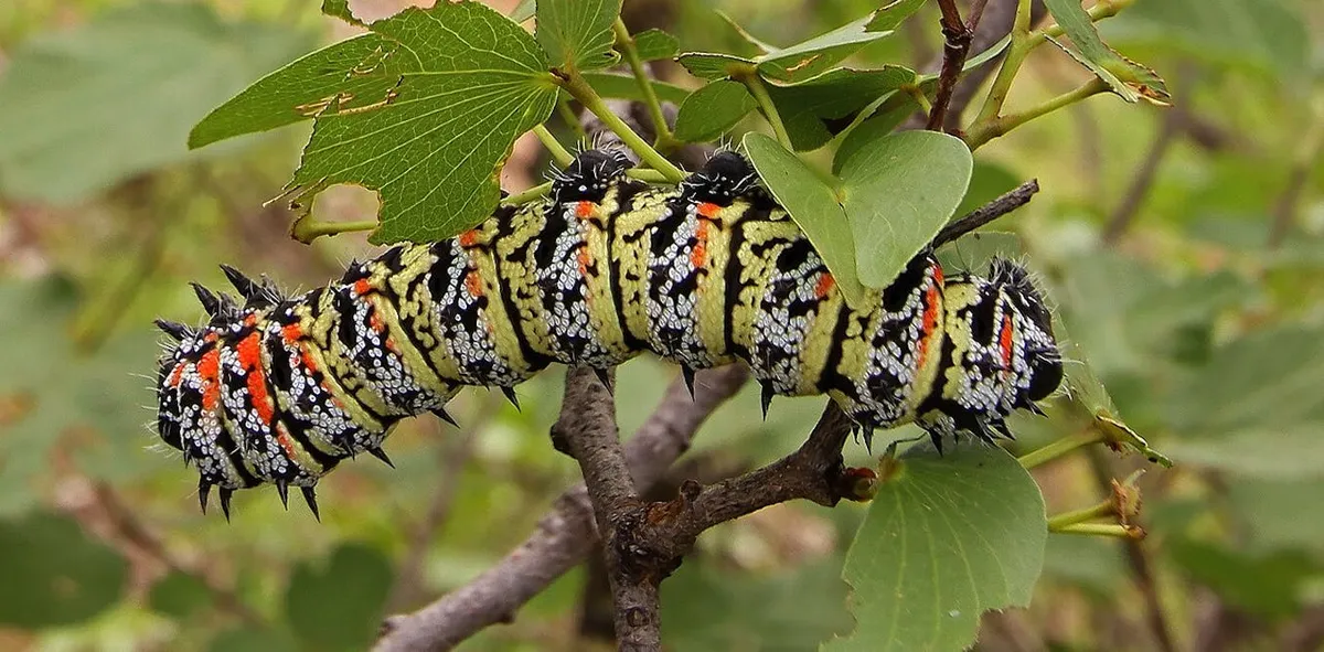 Limpopo'da Böceklerin Ekonomik Değeri: Mopane Kurdu ve Termitlerin Yükselişi