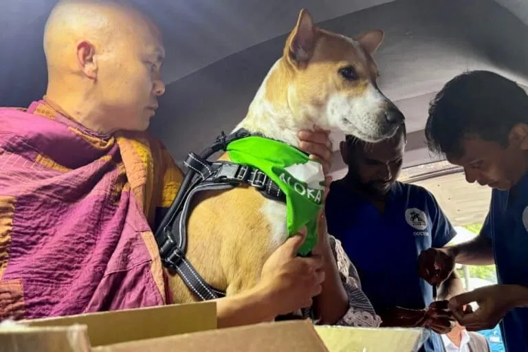 Barış Yürüyüşüyle Dünyayı Dolaşan Sokak Köpeği Aloka: Sri Lanka'da Merhamet ve Hayvan Hakları Mesajı
