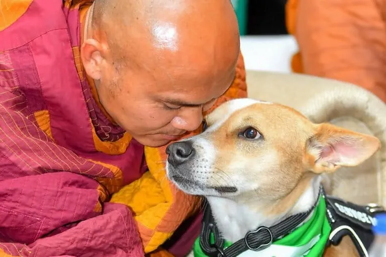 Barış Yürüyüşüyle Dünyayı Dolaşan Sokak Köpeği Aloka: Sri Lanka'da Merhamet ve Hayvan Hakları Mesajı