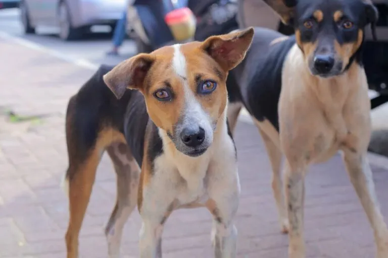 Barış Yürüyüşüyle Dünyayı Dolaşan Sokak Köpeği Aloka: Sri Lanka'da Merhamet ve Hayvan Hakları Mesajı