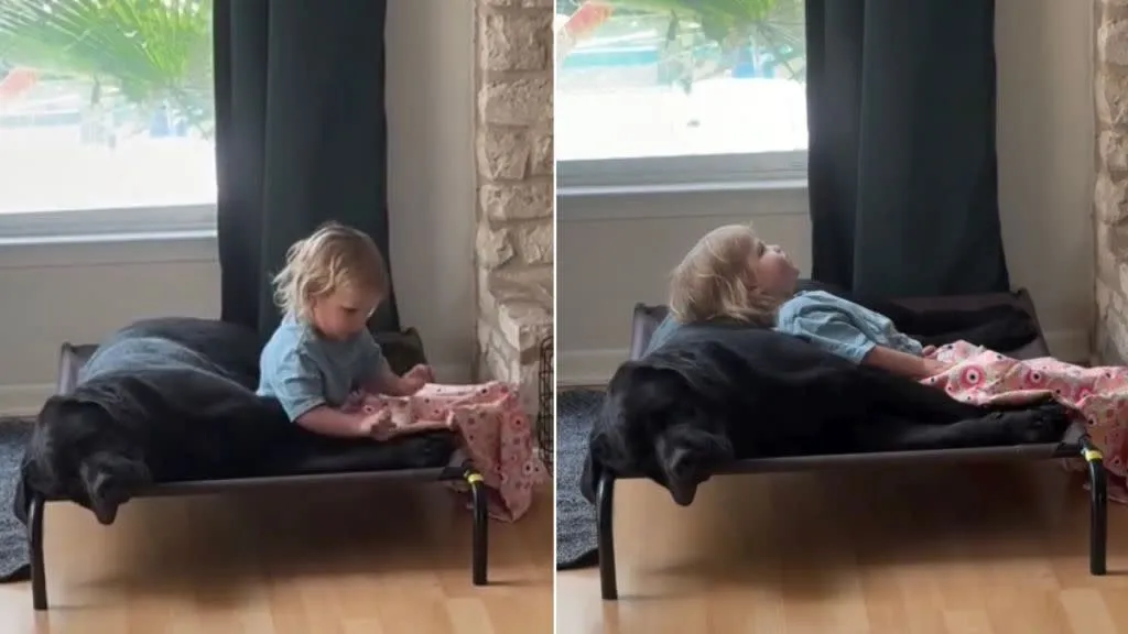 Kedi Yatağına Sığmayan Köpek: Sevginin Sınırları Zorladığı An