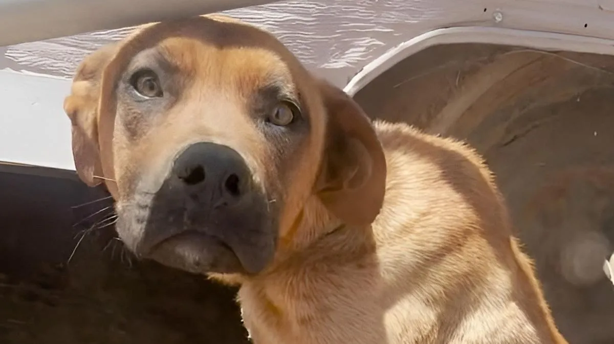 İlgiye Aç Köpek Oscar'ın Mutluluğu Bulaşıcı: Kurtuluş Hikayesi