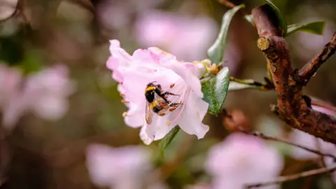Wakehurst Bahçeleri Arı Popülasyonunu Artırmak İçin Yenilikçi Bir Çalışmaya İmza Atıyor