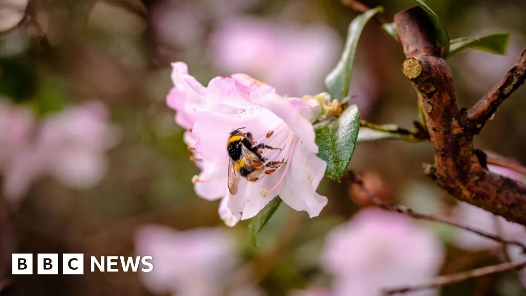 Wakehurst Bahçeleri Arı Popülasyonunu Artırmak İçin Yenilikçi Bir Çalışmaya İmza Atıyor