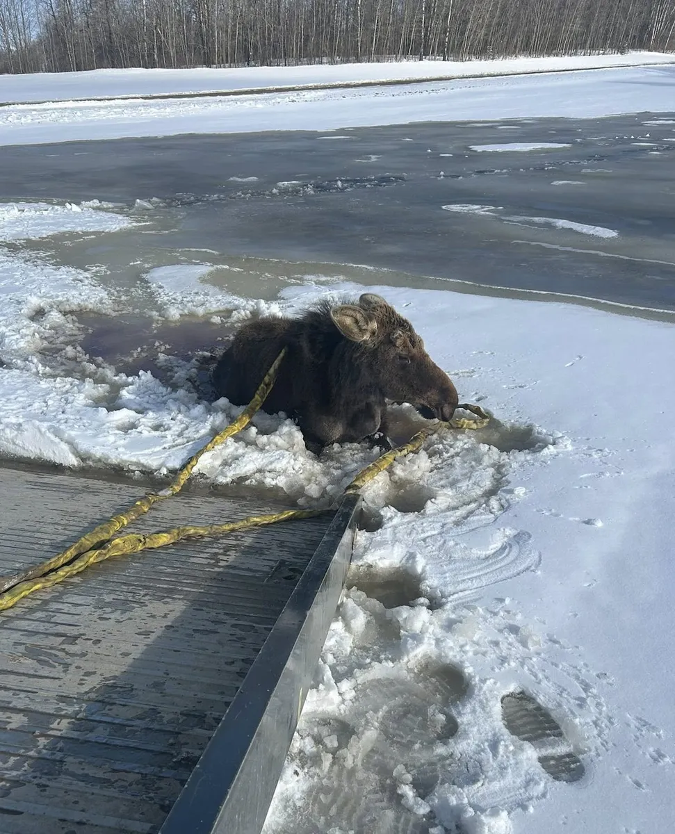 Saskatchewan'da Bir Çekici Sürücüsü, Buzda Mahsur Kalmış Bir Geyik Yavrusunu Kurtardı
