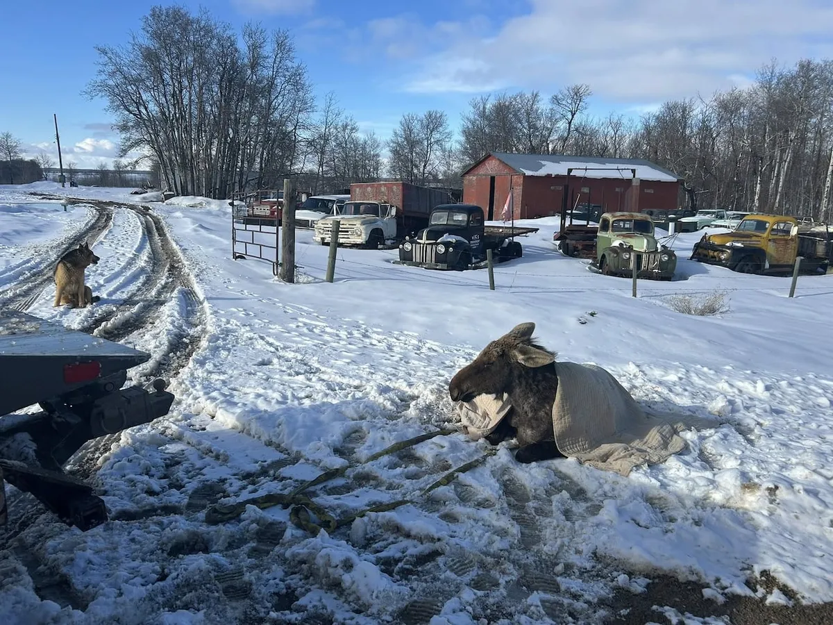 Saskatchewan'da Bir Çekici Sürücüsü, Buzda Mahsur Kalmış Bir Geyik Yavrusunu Kurtardı