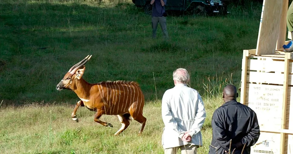 Nesli Tükenme Tehlikesi Altındaki Dağ Bongo Antilopları Kenya'ya Döndü