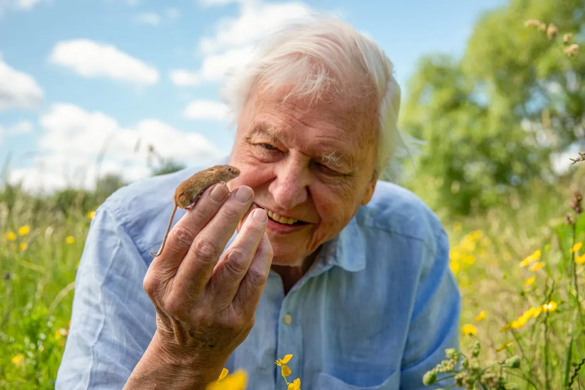 Sir David Attenborough'un Mirası: Doğaya Adanmış Bir Ömür ve İlham Kaynağı Olan Etkisi