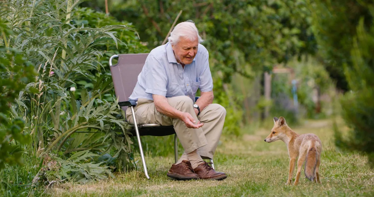 Sir David Attenborough'un Mirası: Doğaya Adanmış Bir Ömür ve İlham Kaynağı Olan Etkisi