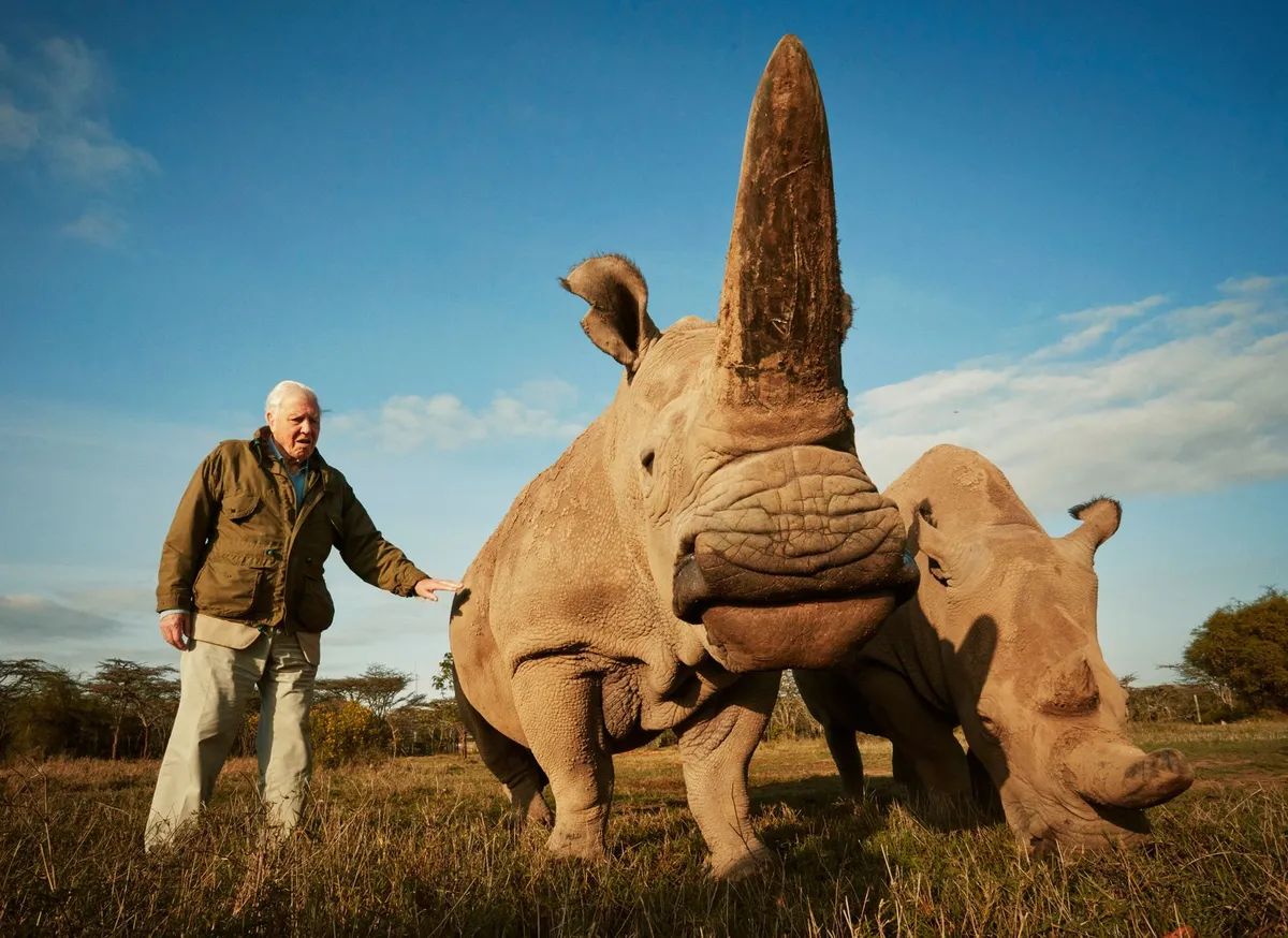 Sir David Attenborough'un Mirası: Doğaya Adanmış Bir Ömür ve İlham Kaynağı Olan Etkisi