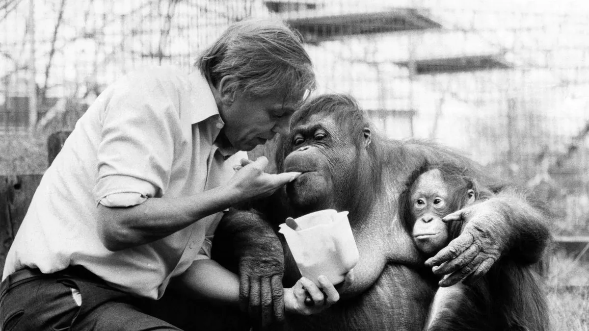 Sir David Attenborough'un Mirası: Doğaya Adanmış Bir Ömür ve İlham Kaynağı Olan Etkisi