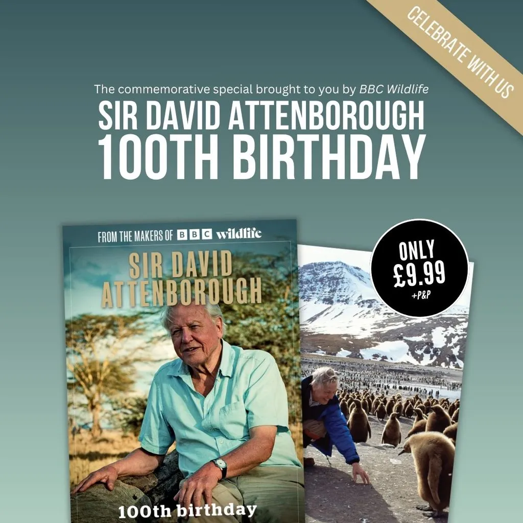 Sir David Attenborough'un 100. Yaşı: Efsanevi Doğacıyı Anma Özel Yayınları