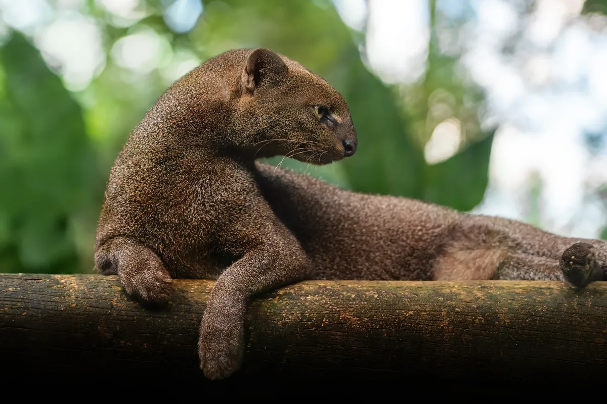 Jaguarundi: Otamba Benzer Şekliyle İlgi Çeken Amerika Kedisi