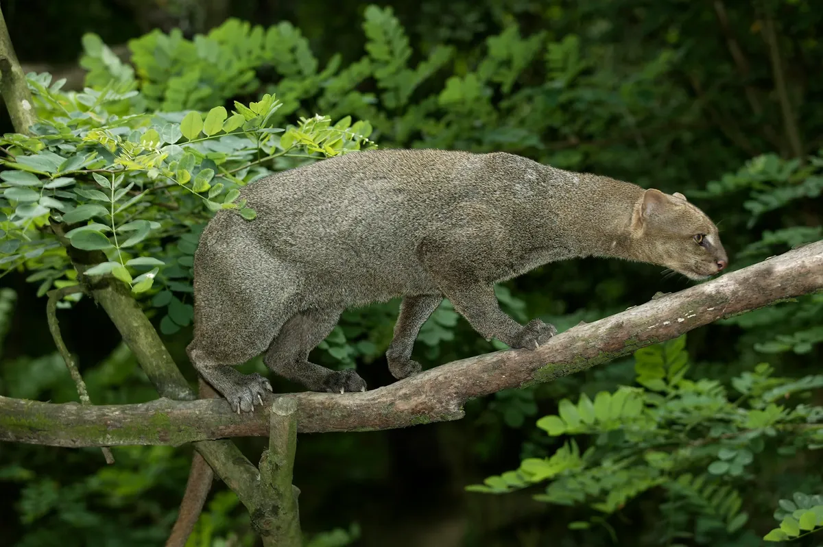 Jaguarundi: Otamba Benzer Şekliyle İlgi Çeken Amerika Kedisi
