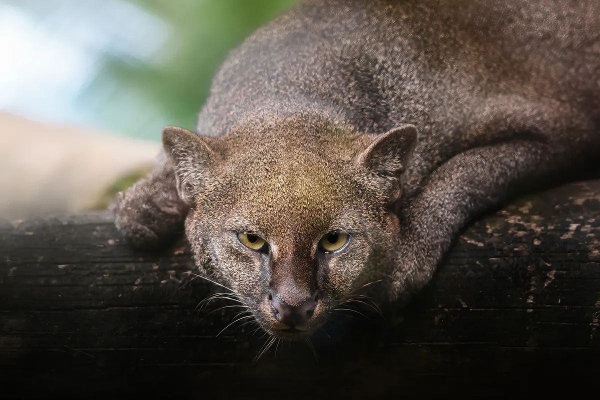 Jaguarundi: Otamba Benzer Şekliyle İlgi Çeken Amerika Kedisi