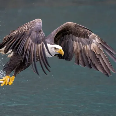 Bald Eagles vs. Golden Eagles: A Detailed Comparison of Two Majestic Raptors