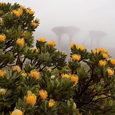 Table Mountain National Park's Updated Checklist Reveals Staggering Biodiversity and Conservation Challenges