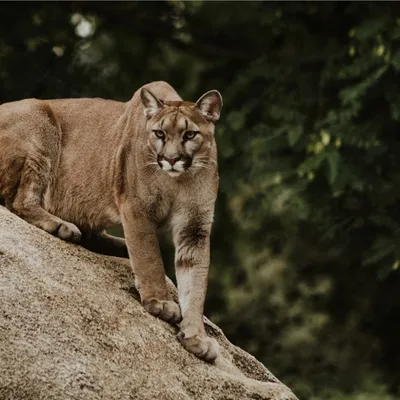 Mountain Lion Encounter Shuts Down Escondido Neighborhood