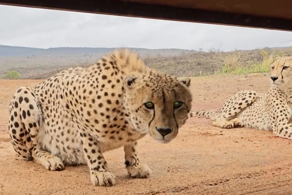 Güney Afrika'da Bir Kuş Gözlem Kulübesini Ziyaret Eden Çitalar Fotoğrafçıyı Şaşırttı