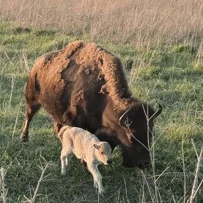Rare White Bison Calf Born in Iowa, Heralded as Sacred Symbol