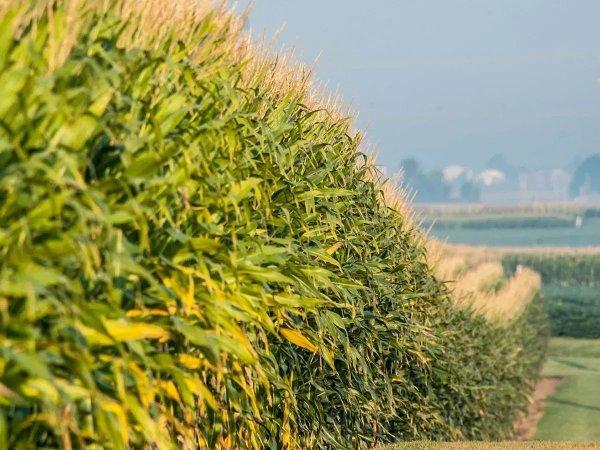 Tarım İlaçları ve Kanser: Iowa ve Orta Batı'da Endişe Verici Artış