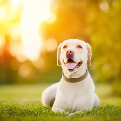 Labrador Retriever's Hilarious 'Landing' Technique Goes Viral
