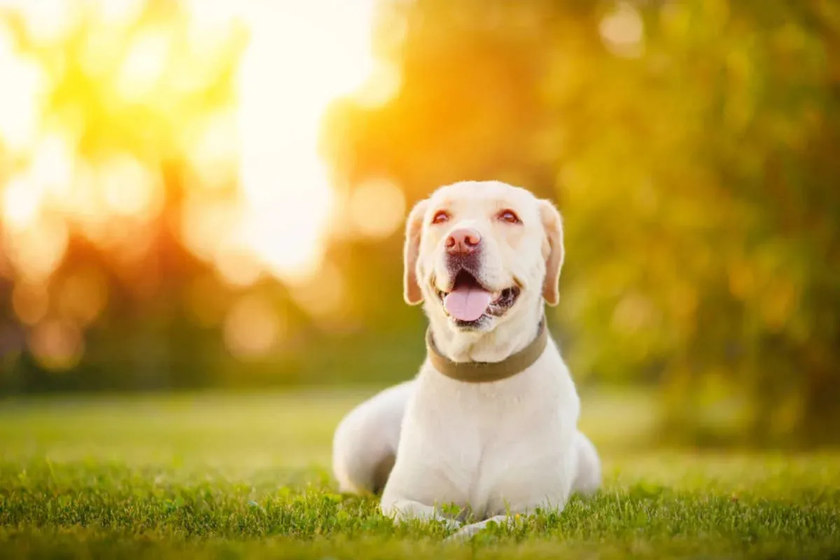 Koşmayı Bırakmanın En Komik Yolu: 'Sploot' Yapan Labrador Retriever Stella