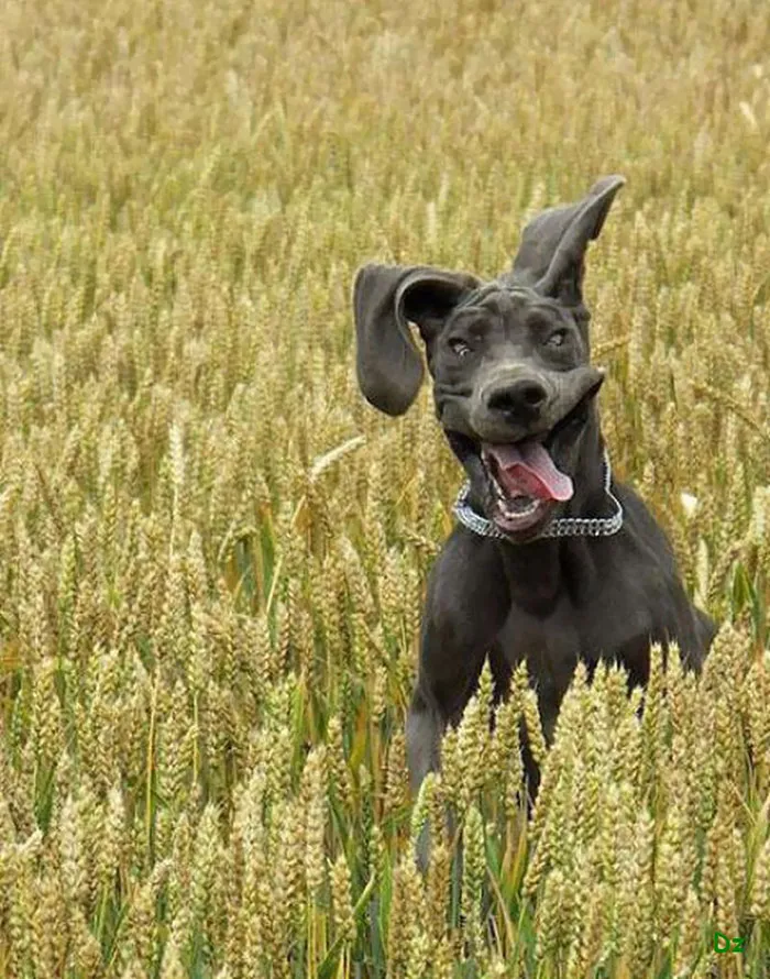 Great Danes: Gentle Giants with Surprisingly Affectionate Natures