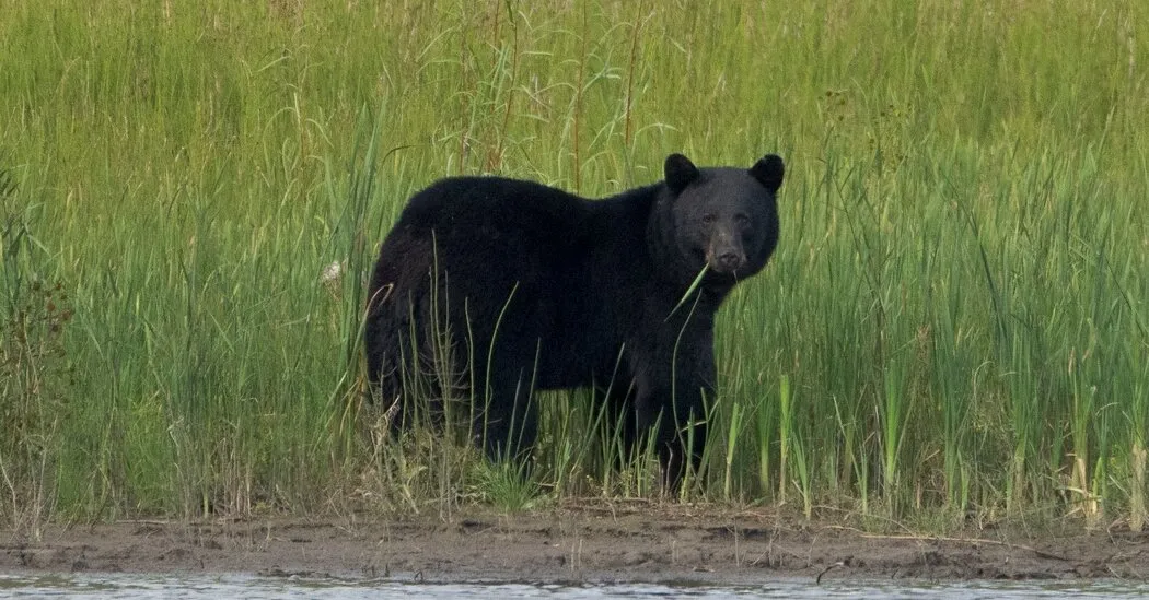 Fatal Black Bear Attack Occurs at Remote Saskatchewan Uranium Mine